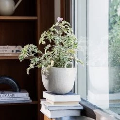 Ferm Living Plant Life Speckle Pot